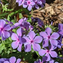 Auburn Botanical Gardens - Auburn