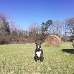 Kiesel Park - Auburn