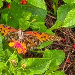 Kiesel Park - Auburn