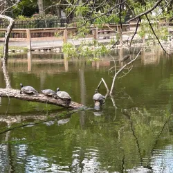 Kiesel Park - Auburn