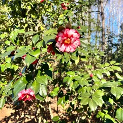 Kiesel Park - Auburn