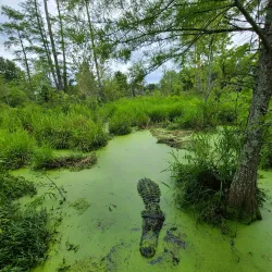 Gator Lake Park - Bay Minette