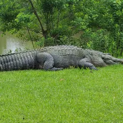 Gator Lake Park - Bay Minette