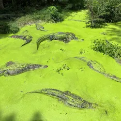 Gator Lake Park - Bay Minette