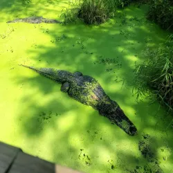 Gator Lake Park - Bay Minette