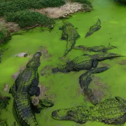 Gator Lake Park - Bay Minette
