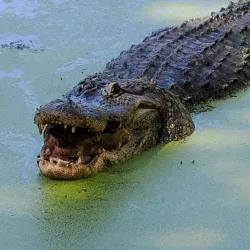 Gator Lake Park - Bay Minette