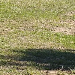 Langan Park - Mobile