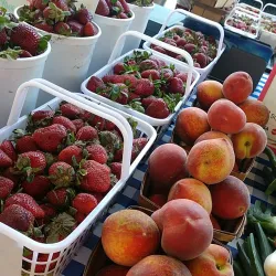 Northport Farmers Market - Northport