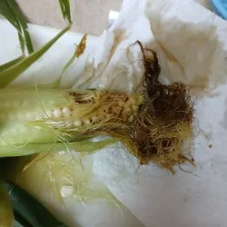 Northport Farmers Market - Northport