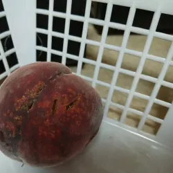 Northport Farmers Market - Northport