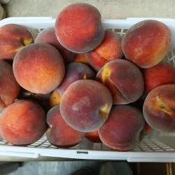 Northport Farmers Market - Northport