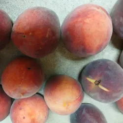 Northport Farmers Market - Northport