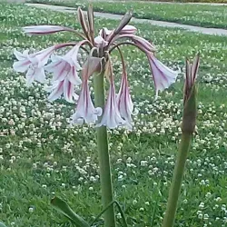 Northport Historic District - Northport