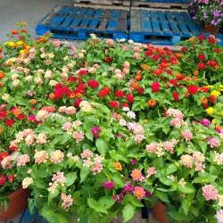 A stunning outdoor scene in Opelika