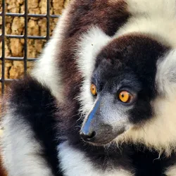 Alabama Gulf Coast Zoo - Orange beach