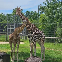 Alabama Gulf Coast Zoo - Orange beach