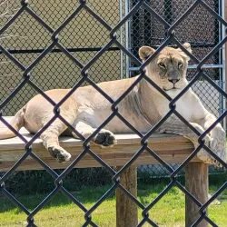 Alabama Gulf Coast Zoo - Orange beach