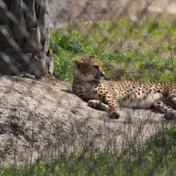 Alabama Gulf Coast Zoo - Orange beach