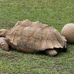 Alabama Gulf Coast Zoo - Orange beach