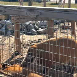 Alabama Gulf Coast Zoo - Orange beach