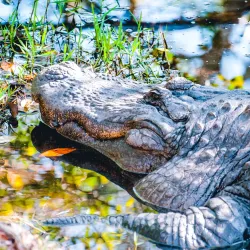 Alabama Gulf Coast Zoo - Orange beach