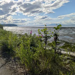 Earthquake Park - Anchorage