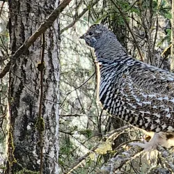 Kincaid Park - Anchorage