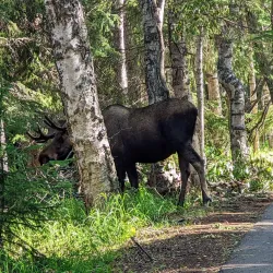 Tony Knowles Wilderness Trail - Anchorage