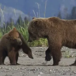 Polar Bear Viewing Areas - Barrow