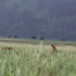 Polar Bear Viewing Areas - Barrow
