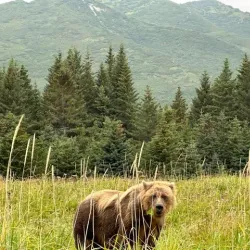 Polar Bear Viewing Areas - Barrow