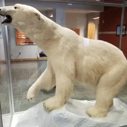 Utqiaġvik Community Museum - Barrow