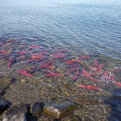 Wood River Lakes - Dillingham