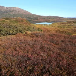 Wood River Lakes - Dillingham