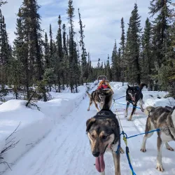 Alaska Dog Sledding - Fairbanks