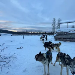 Alaska Dog Sledding - Fairbanks