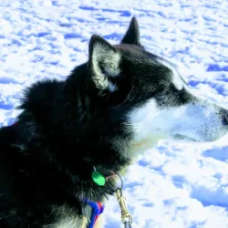 Alaska Dog Sledding - Fairbanks