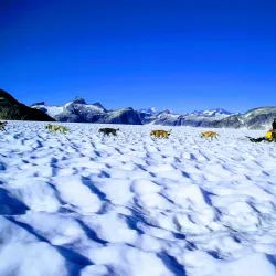 Alaska Dog Sledding - Fairbanks