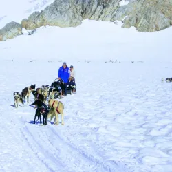 Alaska Dog Sledding - Fairbanks
