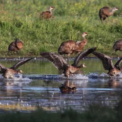 Creamer’s Field Migratory Waterfowl Refuge - Fairbanks