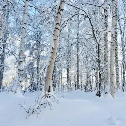 Creamer’s Field Migratory Waterfowl Refuge - Fairbanks