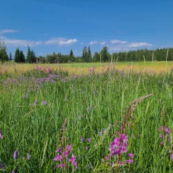 Creamer’s Field Migratory Waterfowl Refuge - Fairbanks