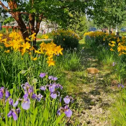 Georgeson Botanical Garden - Fairbanks