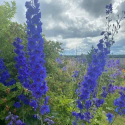 Georgeson Botanical Garden - Fairbanks