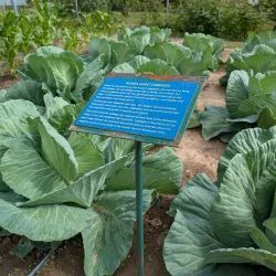 Georgeson Botanical Garden - Fairbanks