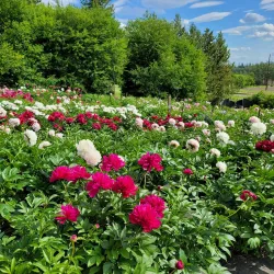 Georgeson Botanical Garden - Fairbanks