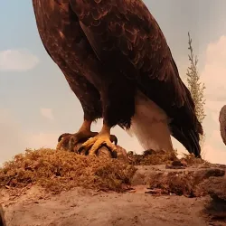 Morris Thompson Cultural and Visitors Center - Fairbanks