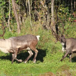 Riverboat Discovery - Fairbanks