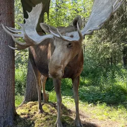 Riverboat Discovery - Fairbanks